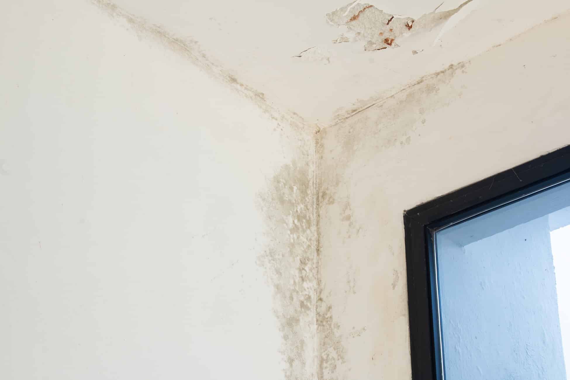 Conséquences de la condensation dans une maison - Labo AAI